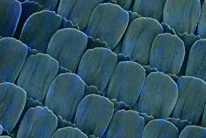 Electron Microscope Images Imprime: Heliconius doris, doris longwing