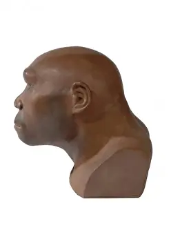 Homo Sapiens Evolution Imprime: Homo erectus, Java man