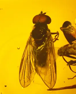 Eocene Era Fossils Imprime: Hoverfly in amber