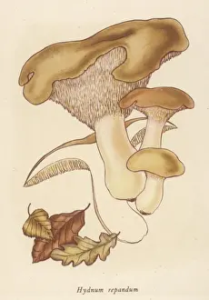 Rare Mushroom Species Imprime: Hydnum Repandum