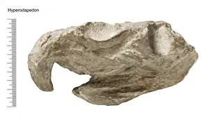 Diapsid Reptiles Imprime: Hyperodapedon