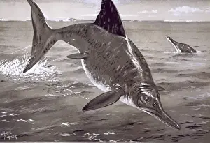 Ichthyosaurus Illustration Imprime: Ichthyosaurus