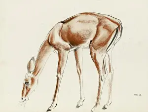 Raymond Sheppard Artwork Imprime: An Impala