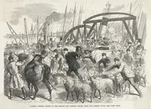 London Docks History Imprime: Imported Cattle at Docks