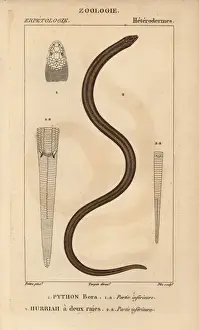 Jussieu Dictionnaire Des Sciences Naturelles Imprime: Indian python, Python molurus, and New Guinea