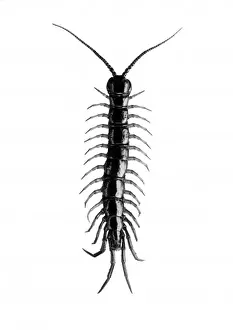 Ciempiés Imprime: Insecto / Centípodo.
