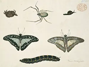 Australian Insects Imprime: Insects