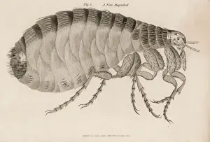 Pulgas Imprime: Pulgas / Insectos