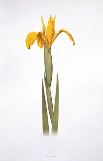 Iridaceae Family Imprime: Iris aurea, iris