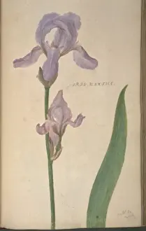 Exotic Flowering Plants Imprime: Iris maxima, iris