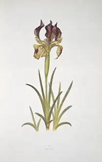 Monocotyledonous Flowering Plants Imprime: Iris sari, iris