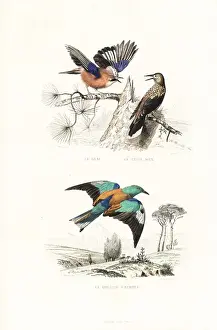 Handcolored Prints Online Imprime: Jay, spotted nutcracker and roller