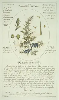 Cupressaceae Family Tree Imprime: Juniperus communis, juniper