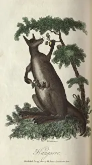 Australian Wildlife Illustrations Imprime: Kangaroo