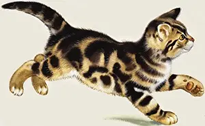 Cat Lover Gift Ideas Imprime: Kitten