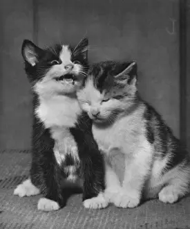 Vintage Kitten Photography Imprime: Two kittens