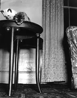Indoor Cat Photos Imprime: Two Kittens on a Table