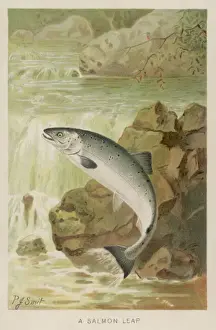 Aquatic Wildlife Imprime: Leaping Salmon