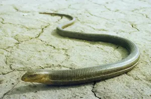Turkmenistán Imprime: Lagarto sin Piernas