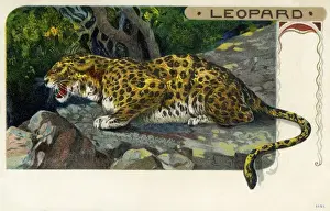 Leopard