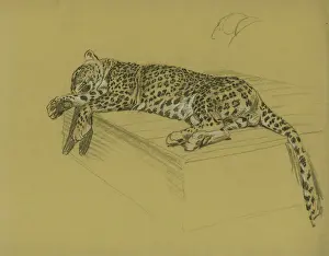 Leopardo Imprime: El leopardo está tendido en una barandilla