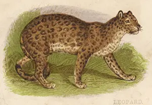 Panthera Pardus Image Imprime: Leopard Profile View