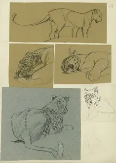 Raymond Sheppard Prints Imprime: Leopard Studies