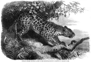 Wild Cat Images Imprime: Leopard up a Tree