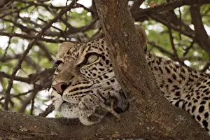 Leopard In Tree Imprime: Leopard - in a tree looking for prey