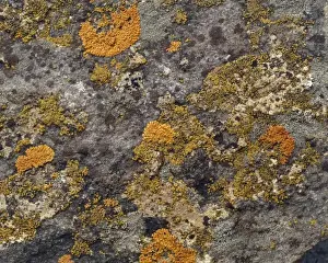 Symbiotic Relationships In Nature Imprime: Lichens