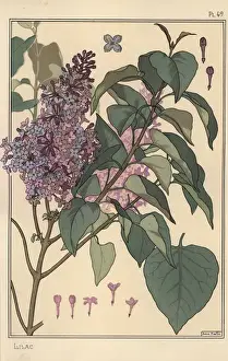 Impresiones botánicas: Estudio botánico de la lilácea