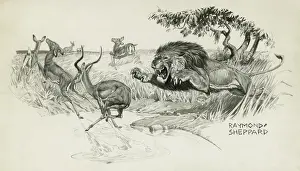El león salta para atacar a un impala