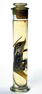 Natural History Museum Collection Imprime: Lizard specimen held in the Darwin Centre
