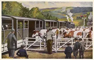 Agricultural Transportation Imprime: Loading Cattle