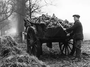 Britain Farming History Imprime: Loading Mangels
