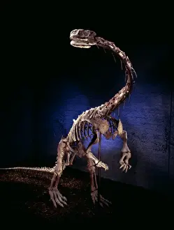 Plant Eating Dinosaurs Imprime: Lufengosaurus