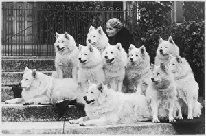 Classic Pet Photography Imprime: M Keyte Perry and Samoyeds