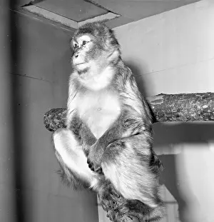 Macaque Monkey Imprime: Macaque