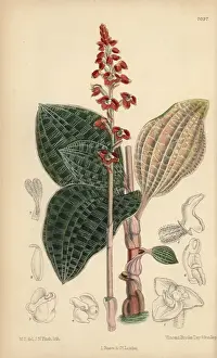 Curtis Botanical Magazine Prints Imprime: Macodes javanica, native of Java, Indonesia