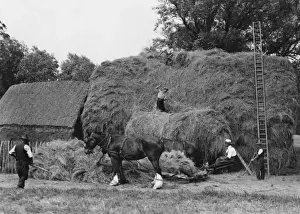Historical Farming Practices UK Imprime: Making a Large Haystack