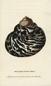 Naturalists Pocket Magazine Prints Imprime: Malabar tiger shell