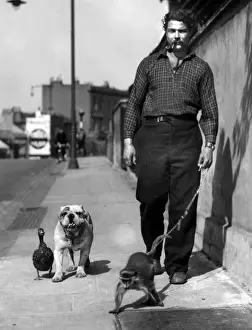 Hombre llevando a un mono, perro y pato de paseo.