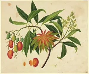 Impresiones de Plata 234 del conjunto de dibujos botánicos de John Reeves desde Cantón, China. Se encuentra en la biblioteca de botánica del Museo Nacional de Historia Natural, Londres Museo Imprime: Mango (mangifera indica)