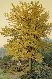 Autumnal Foliage Imprime: MAPLE TREE