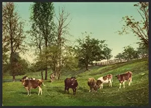 Nostalgic Views Of England Imprime: Meadowland