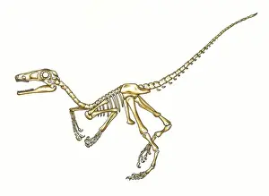 Cretaceous Period Animals Imprime: Microraptor skeleton