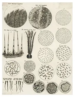 Science History Images Imprime: Microscopic Objects