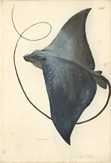 Impresiones de Fol. 250. Pintura al agua de George Forster hecha durante el segundo viaje del capitán James Cook para explorar el continente meridional (1772-75) Rayo Diabólico Imprime: Mobula mobular, pez diablo.