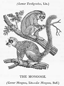 Asian Primate Photos Imprime: Mongoose (Bewick)