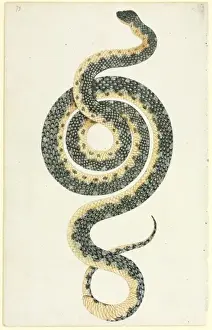 Morelia spilota, pitón diamante.